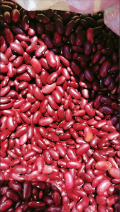 红豆又名相思豆