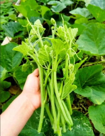 南瓜苗清脆爽口，比南瓜好吃