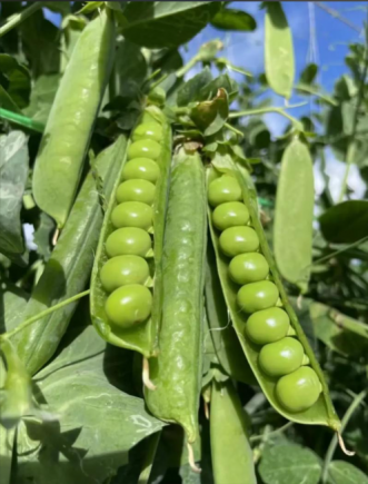 小小豌豆，除了当射手以外，原来还可以....