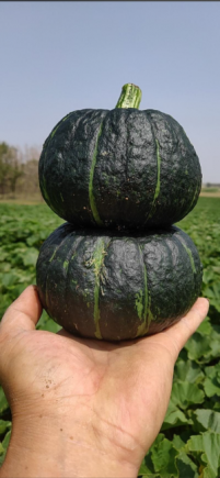 南瓜作为传统药食同源食材，被誉为"蔬菜中的黄金"