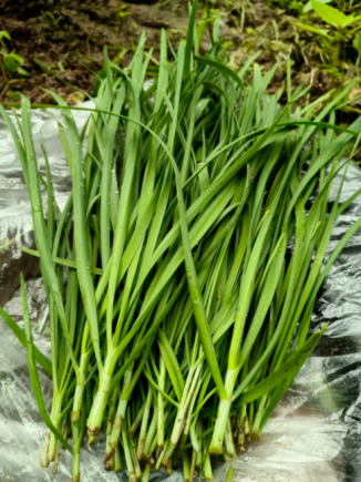 韭菜被誉为"春季第一菜"和"起阳草"