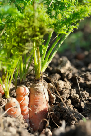 胡萝卜作为一种常见且营养丰富的蔬菜，被誉为"维生素A的宝库"和"天然的抗氧化剂工厂"。
