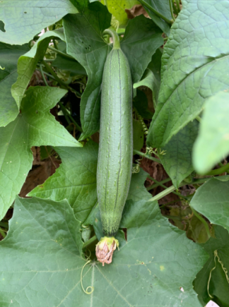 水瓜，又称丝瓜、菜瓜或天罗瓜，是夏季盛产的低热量高水分蔬菜