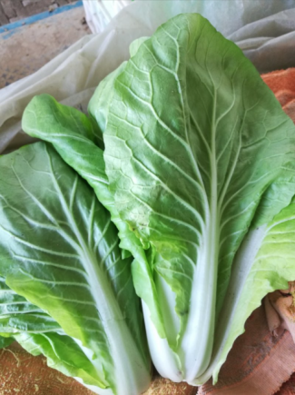 小白菜，又称青菜、油白菜、胶菜