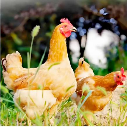 这份美食攻略，带你吃遍肥西