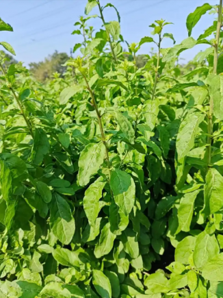 枸杞可以泡茶煮汤，枸杞叶还可以吃