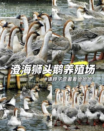 澄海狮头鹅。美食界的“爱马仕”