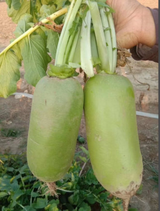 萝卜作为中国传统的药食同源蔬菜，享有"秋冬小人参"的美誉。