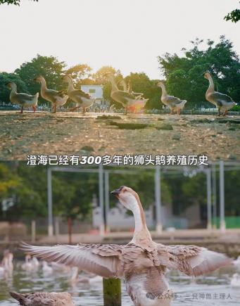 澄海狮头鹅。美食界的“爱马仕”