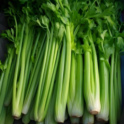 芹菜有药用价值