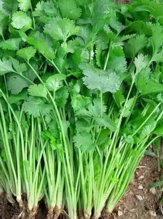 香菜（学名：芫荽，Coriandrum sativum L.）作为一种兼具调味与药用价值的植物