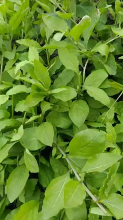 枸杞可以泡茶煮汤，枸杞叶还可以吃