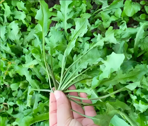 荠菜被誉为"野菜之王"
