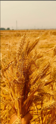 小麦作为人类文明的重要基石，也是中国人最主要的粮食