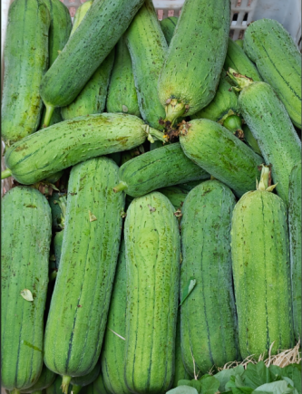 水瓜，又称丝瓜、菜瓜或天罗瓜，是夏季盛产的低热量高水分蔬菜