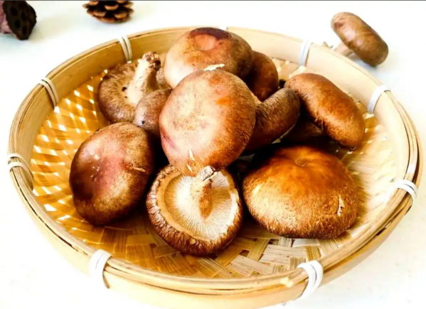 香菇作为中国传统的"山珍"之一，是蕴含丰富营养与多种生物活性物质的健康食材
