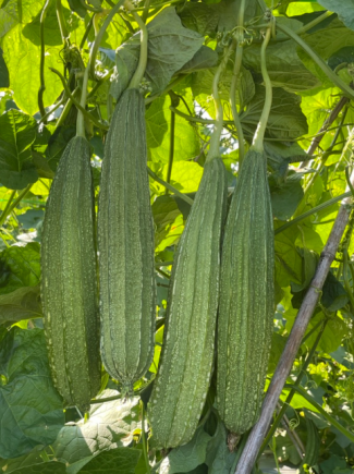 丝瓜，又称水瓜、天罗瓜或菜瓜，是一种夏季常见且营养丰富的蔬菜。