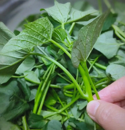 番薯叶的营养价值与健康功效研究