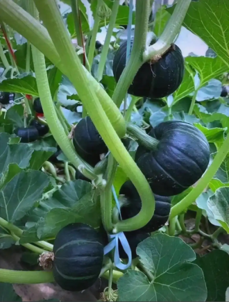 南瓜作为传统药食同源食材，被誉为"蔬菜中的黄金"