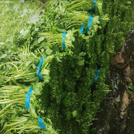 西洋菜，学名Nasturtium officinale，又称豆瓣菜、水田芥、水芥菜