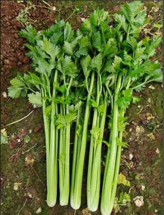 芹菜有药用价值