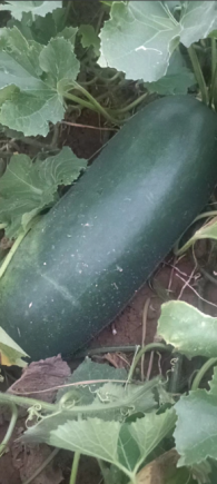 冬瓜，这种外表朴实无华却内含丰富营养的瓜类蔬菜，已成为现代健康饮食中的"隐形冠军"