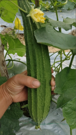 丝瓜，又称水瓜、天罗瓜或菜瓜，是一种夏季常见且营养丰富的蔬菜。