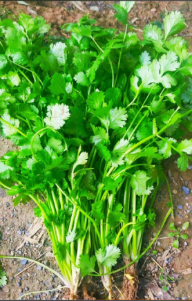 香菜（学名：芫荽，Coriandrum sativum L.）作为一种兼具调味与药用价值的植物