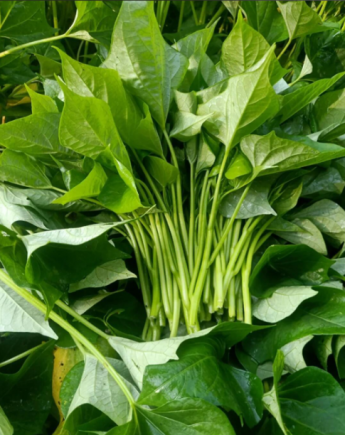 番薯叶的营养价值与健康功效研究