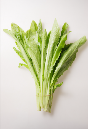 油麦菜又称"凤尾菜"或"苦苣"