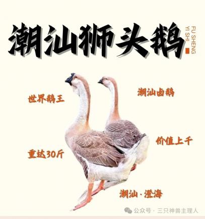 澄海狮头鹅。美食界的“爱马仕”