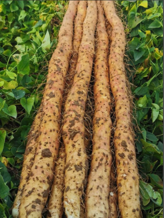 这个铁棍不好看，但"它“是真的好吃