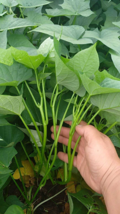 番薯叶的营养价值与健康功效研究