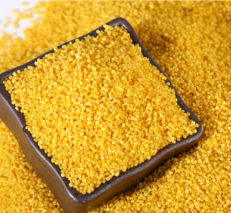 小米海参里面的小米原来作用这么大