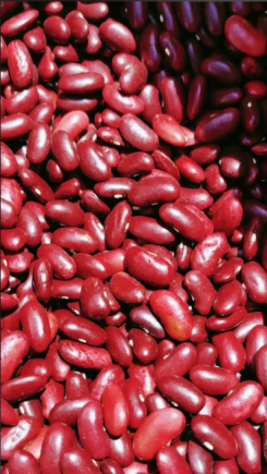 红豆又名相思豆