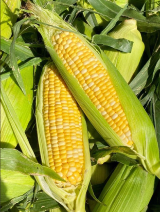 玉米作为全球三大主粮之一，兼具主食、饲料和工业原料的多重用途