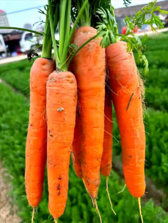 胡萝卜作为一种常见且营养丰富的蔬菜，被誉为"维生素A的宝库"和"天然的抗氧化剂工厂"。