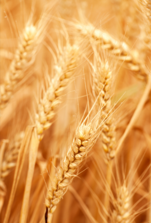 小麦作为人类文明的重要基石，也是中国人最主要的粮食