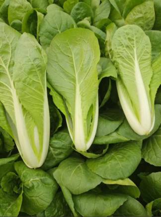 小白菜，又称青菜、油白菜、胶菜