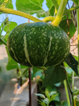 南瓜作为传统药食同源食材，被誉为"蔬菜中的黄金"