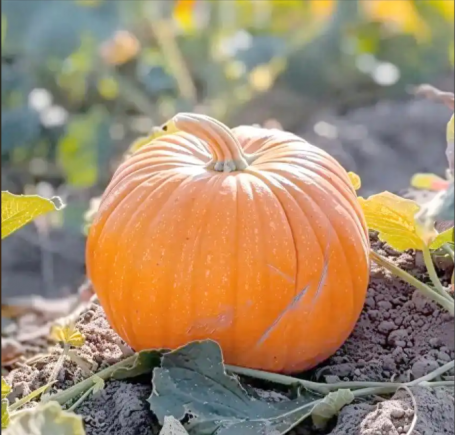 南瓜作为传统药食同源食材，被誉为"蔬菜中的黄金"
