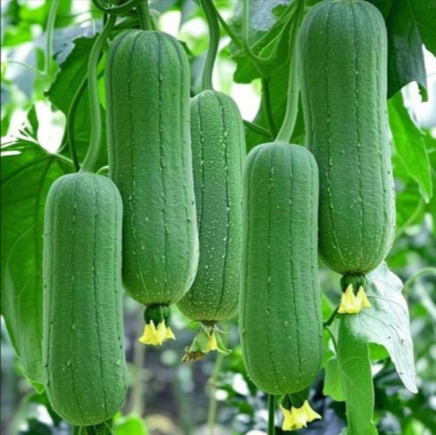 水瓜，又称丝瓜、菜瓜或天罗瓜，是夏季盛产的低热量高水分蔬菜