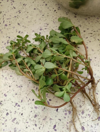 马齿苋作为一种营养丰富的药食同源植物，被誉为"长寿菜"