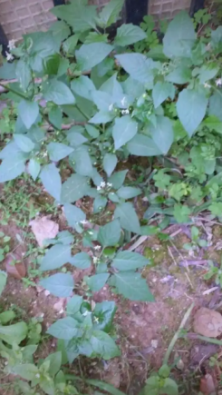 白花菜(Cleome gynandra L.)是一种兼具药用与食用价值的特色蔬菜