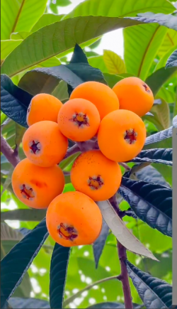 枇杷作为中国传统药食同源植物，全身多部位具有显著的营养价值与药用价值，被誉为"果之冠"和"全科医生"。