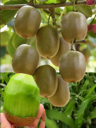 猕猴桃（学名：Actinidia chinensis Planch.），又名奇异果，原产于中国，是当今水果界公认的"超级水果"和"营养宝库"。
