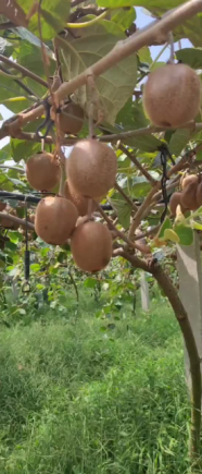 猕猴桃（学名：Actinidia chinensis Planch.），又名奇异果，原产于中国，是当今水果界公认的"超级水果"和"营养宝库"。